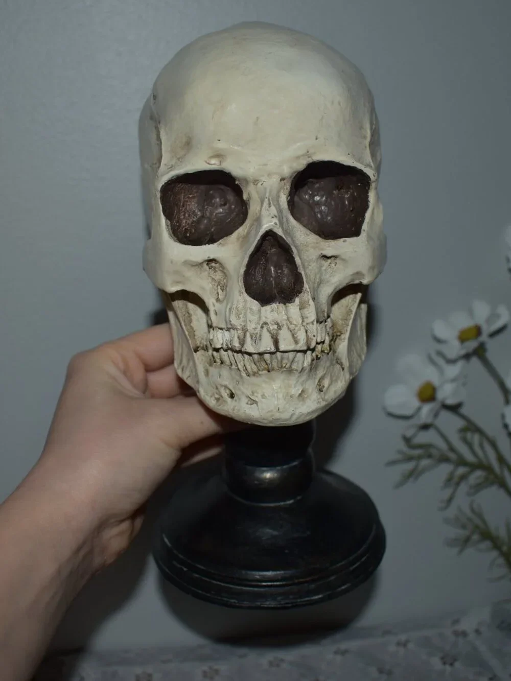 Gothic Horror Realistic Skeleton Skull on Pedestal Spooky Halloween Decor